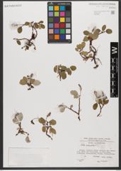 Foto von Salix reticulata L.